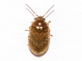 Contacyphon hilaris